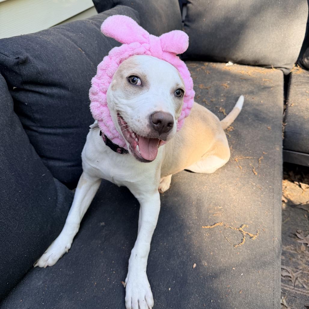 Enlarge Harley Quinn, a Adoptable mixed breed in Durham, NC image 5/6