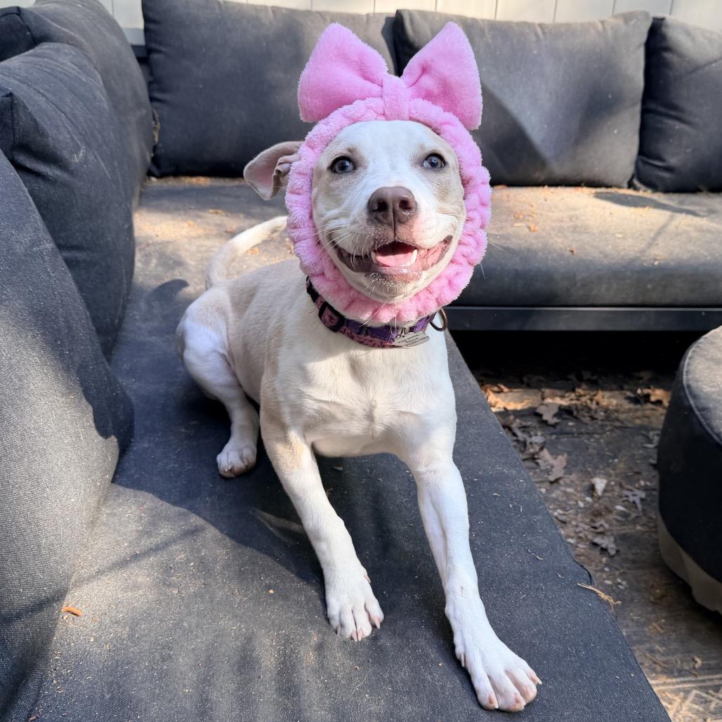 Enlarge Harley Quinn, a Adoptable mixed breed in Durham, NC image 6/6