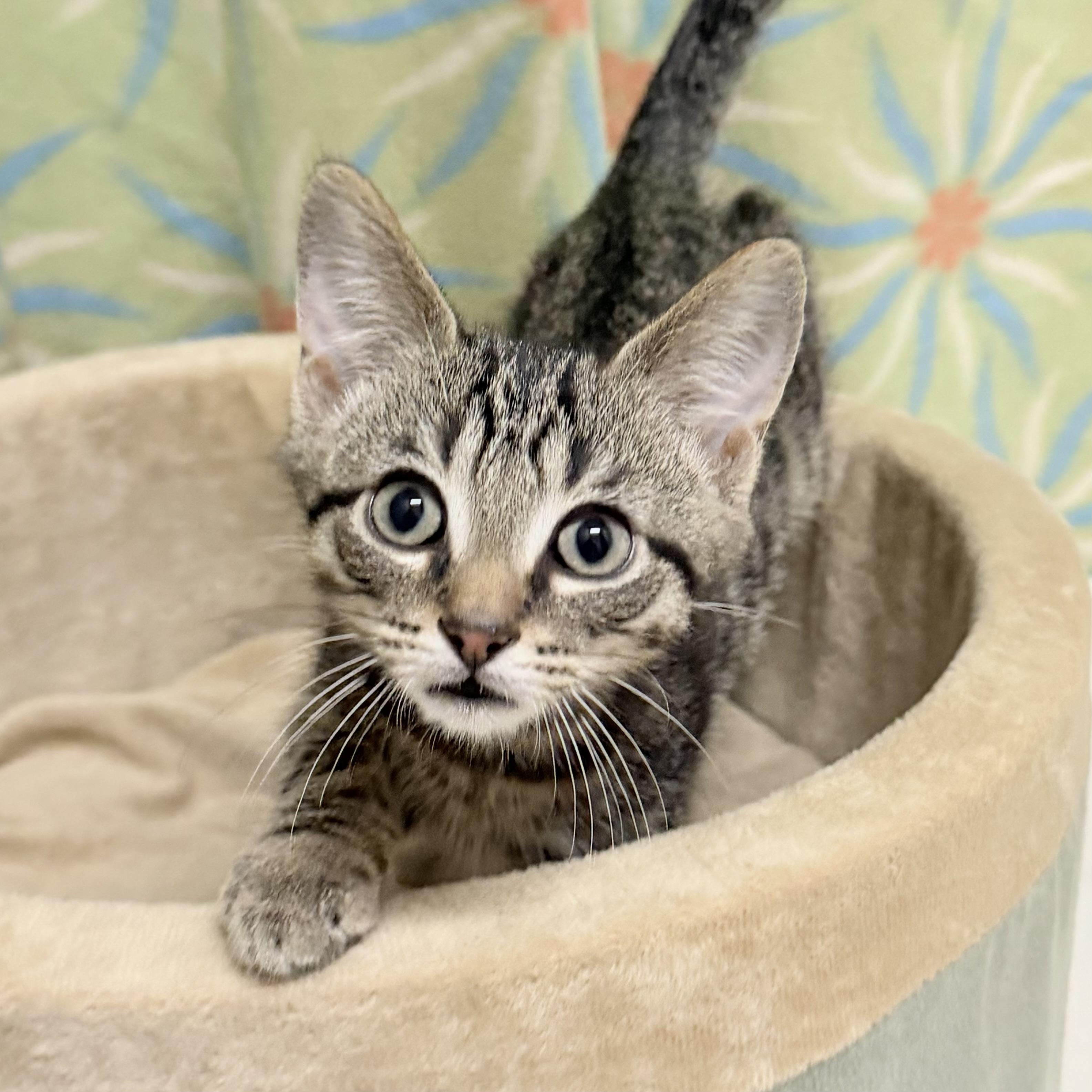 Biscuit, an adoptable mixed breed in Libertyville, IL image 2/3