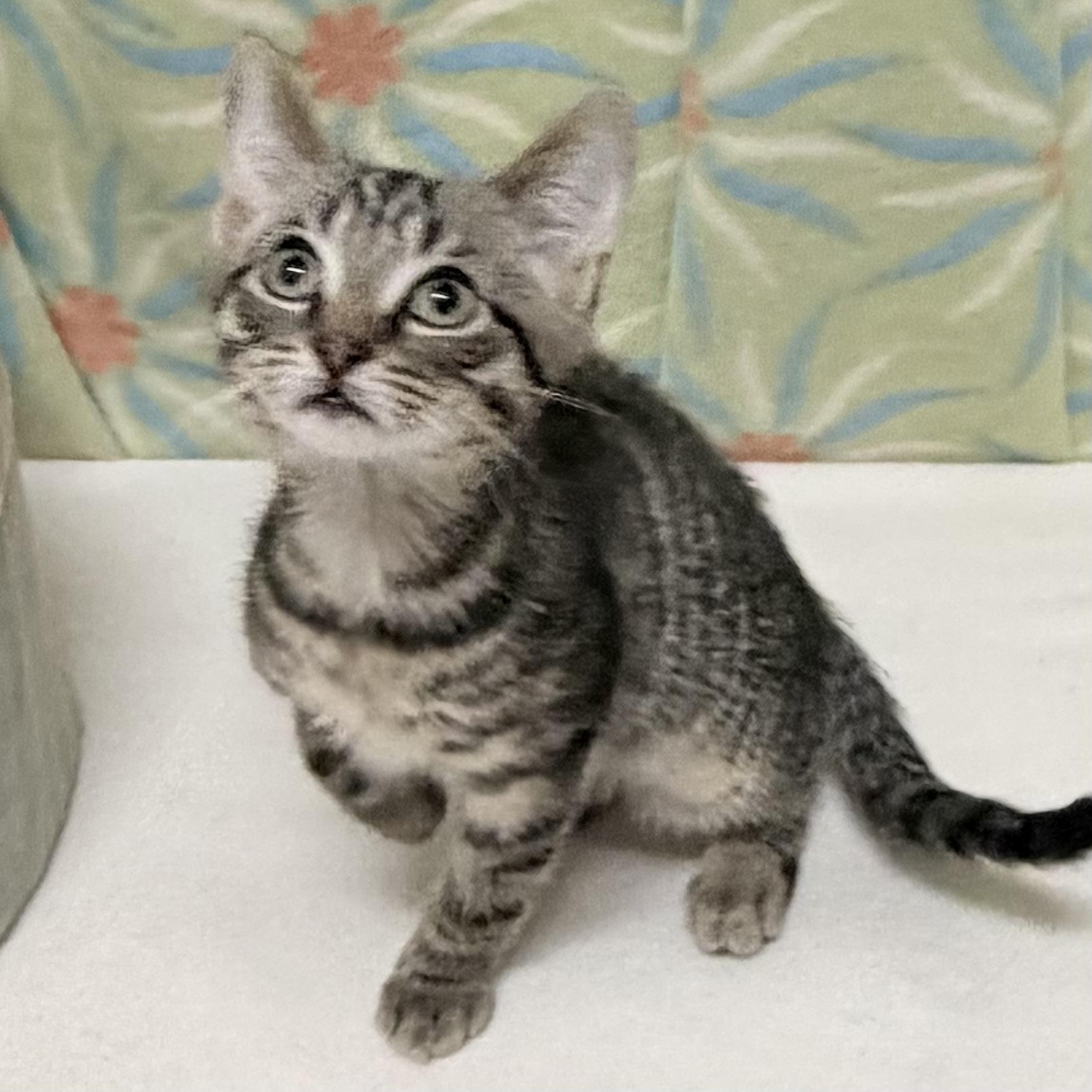 Biscuit, adoptable, Kitten Male Domestic Short Hair.