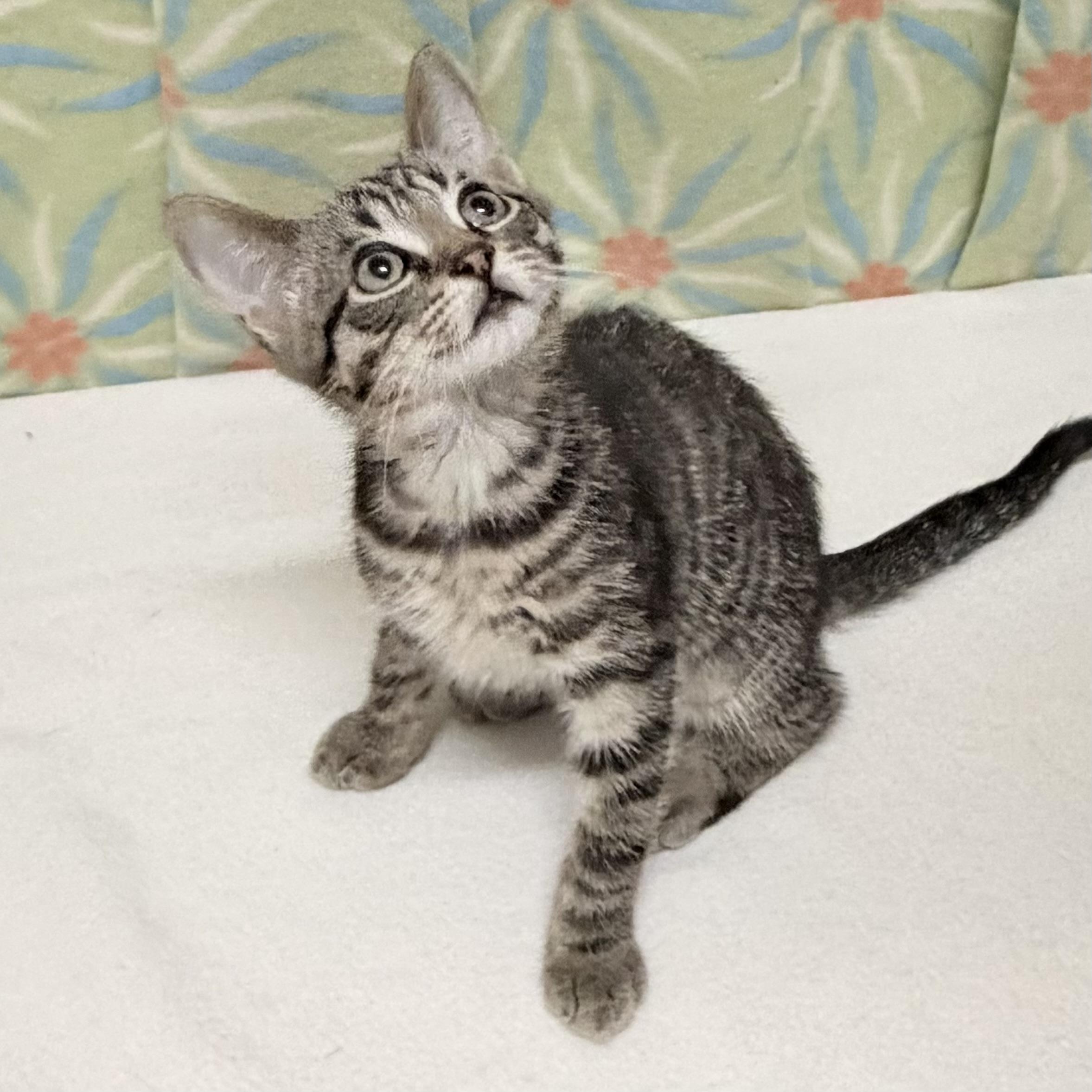 Biscuit, an adoptable mixed breed in Libertyville, IL image 3/3