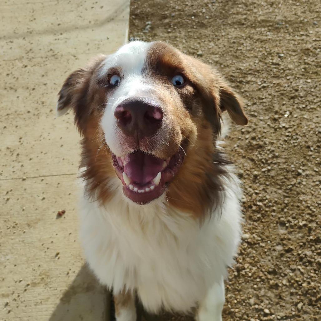 Cruz, a Adoptable Australian Shepherd in Bentonville, AR image 1/2