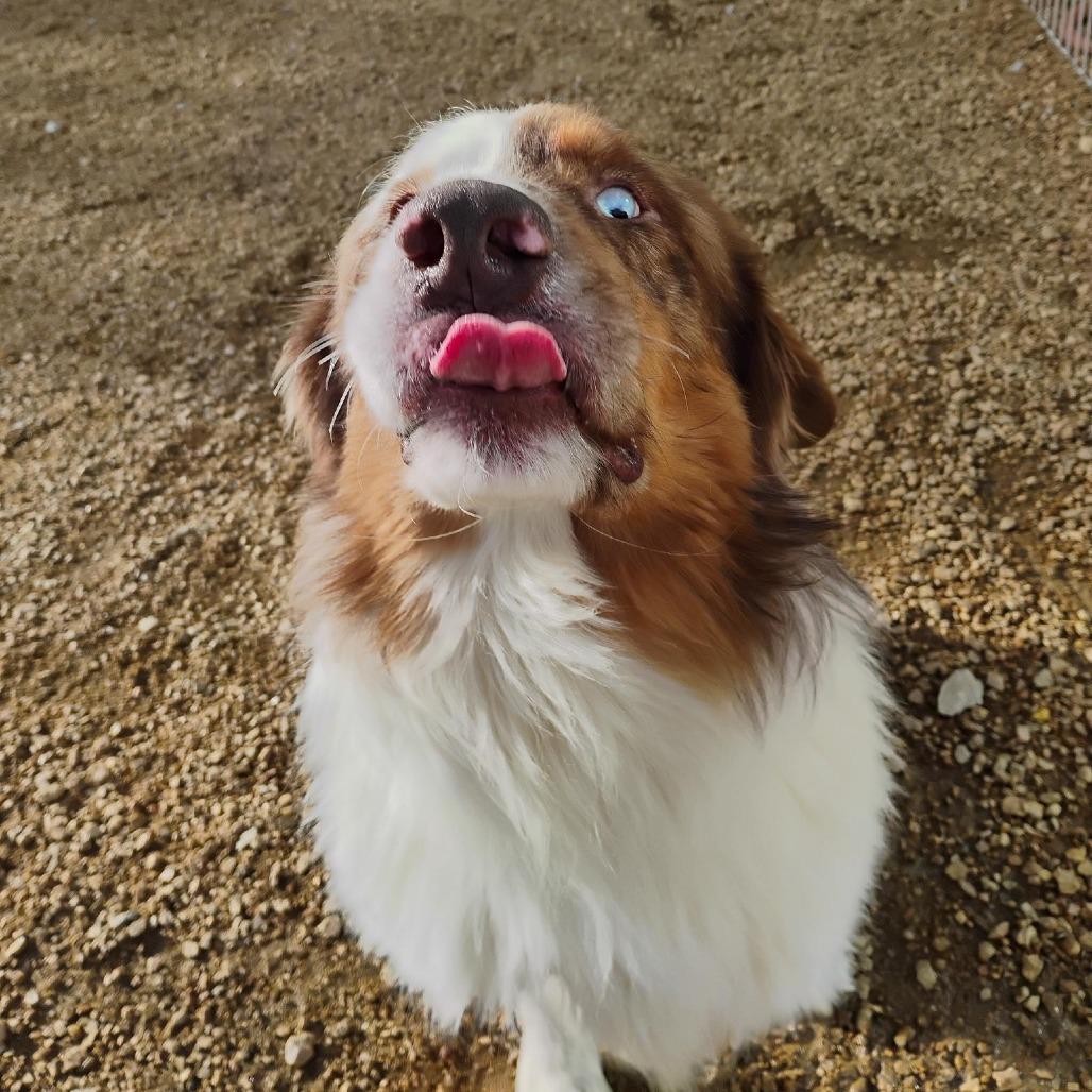 Cruz, a Adoptable Australian Shepherd in Bentonville, AR image 2/2