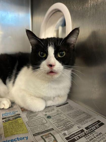 Clarabella, Adoptable, Adult Female Domestic Short Hair & Domestic Short Hair.