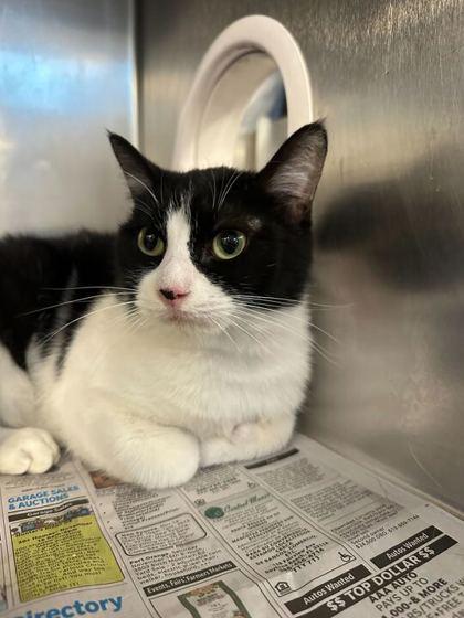 Enlarge Clarabella, a Adoptable mixed breed in Daytona Beach, FL image 2/2