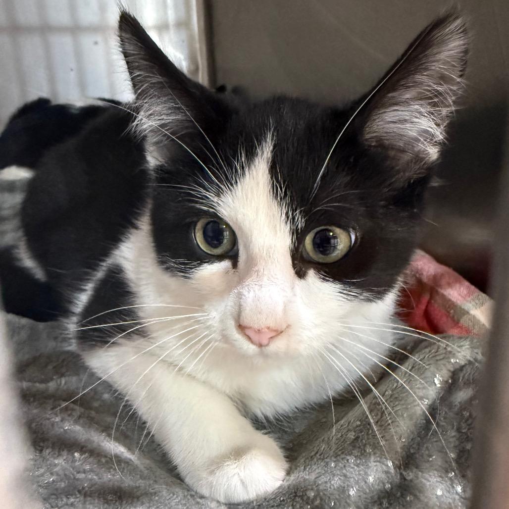 Penguin, Adoptable, Kitten Female Domestic Short Hair.