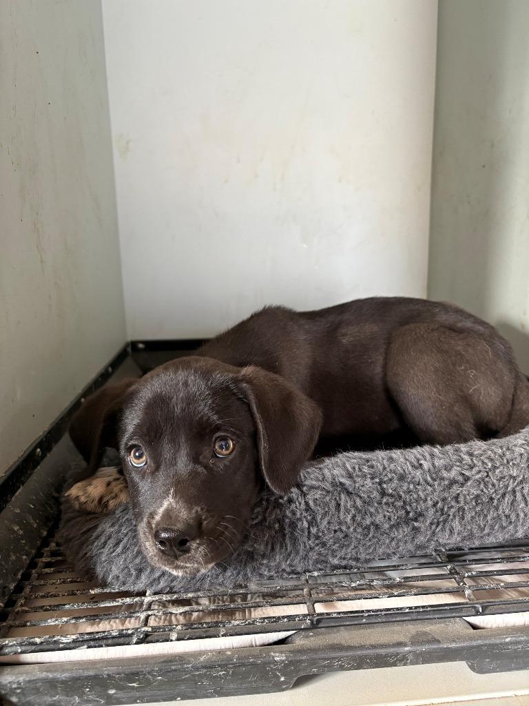 Mystic, Adoptable, Puppy Male Labrador Retriever & Border Collie.