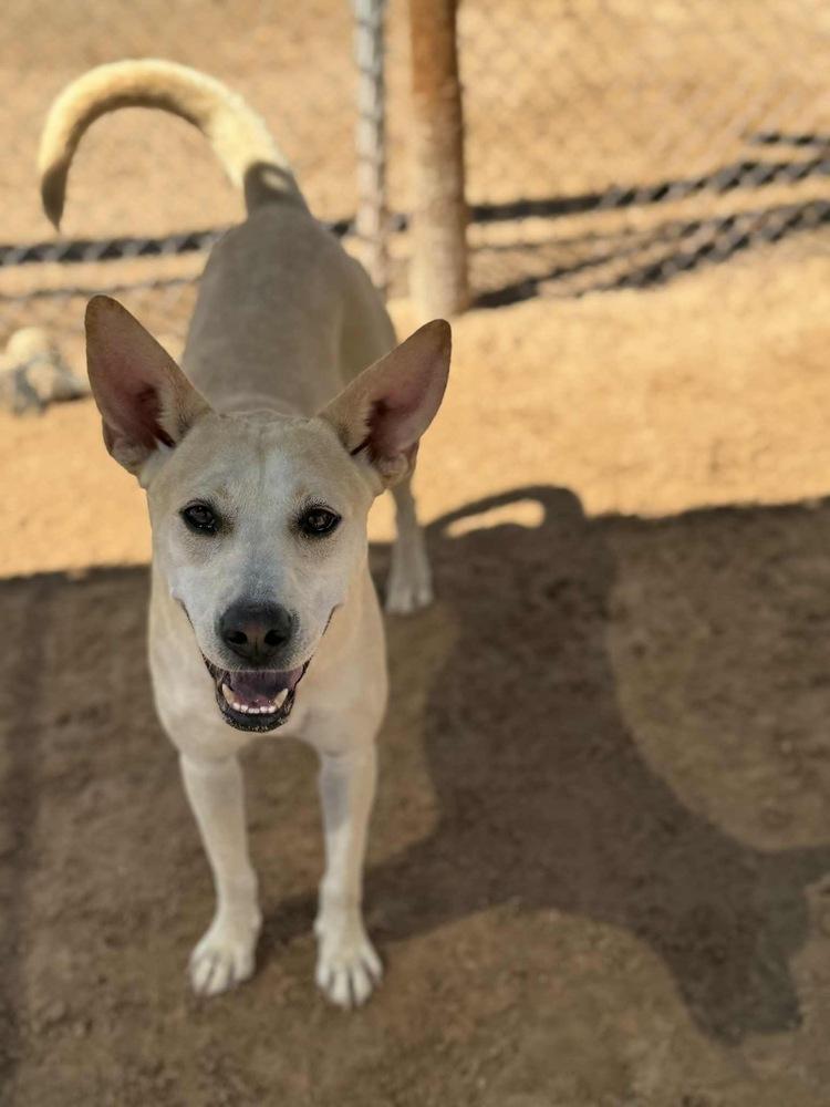 Beba, a Adoptable mixed breed in Puerto Penasco, SON image 1/2