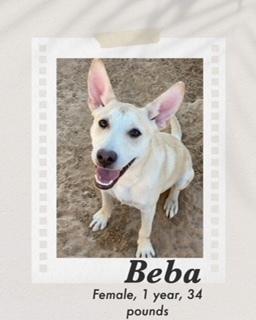 Beba, a Adoptable mixed breed in Puerto Penasco, SON image 2/2