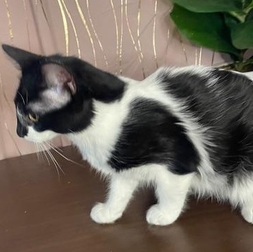 Ms Mittens — thumbnail 2