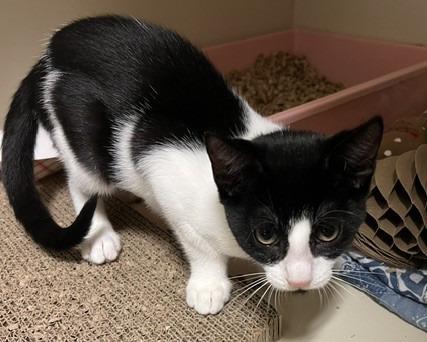 2026-49 Stitch, Adoptable, Kitten Female Domestic Short Hair.