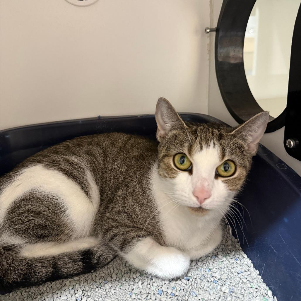 Fiona, Adoptable, Adult Female Domestic Short Hair.