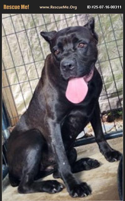 Saphera, an adoptable Cane Corso Mix in Jackson, GA_image-1