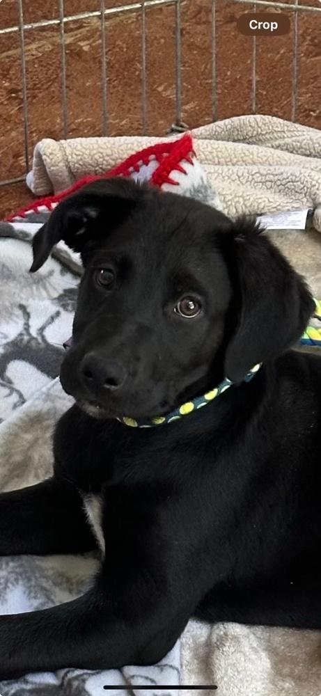 Otto, Adopted, Puppy Male Labrador Retriever & German Shepherd Dog.
