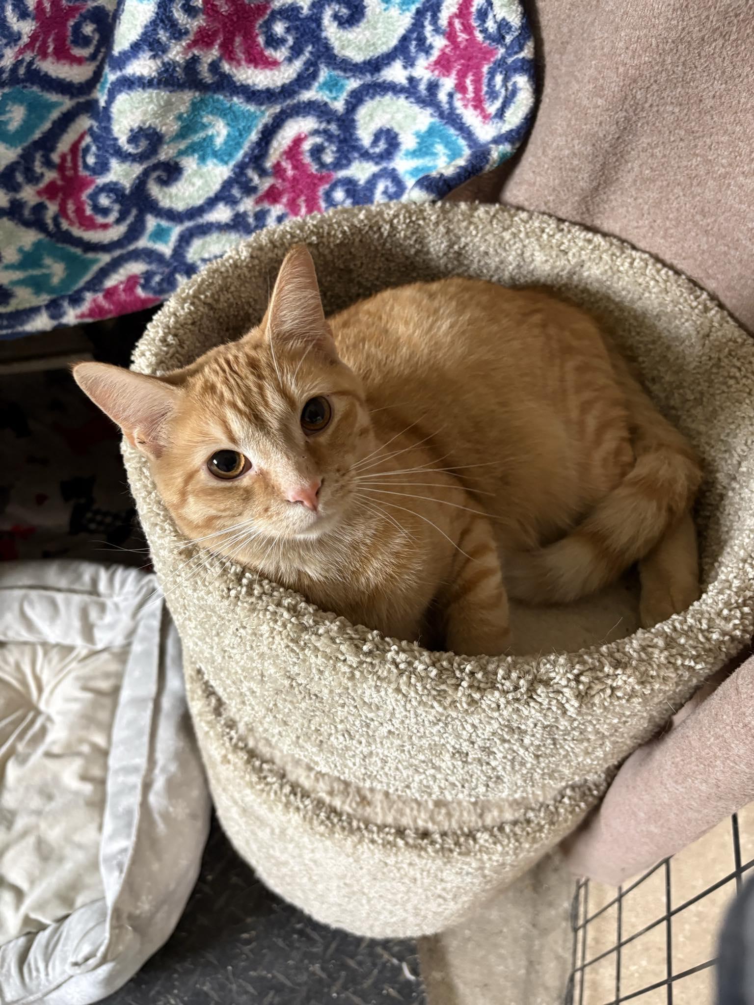 Mimosa - In Foster, ADOPTABLE, Kitten Female Domestic Short Hair.