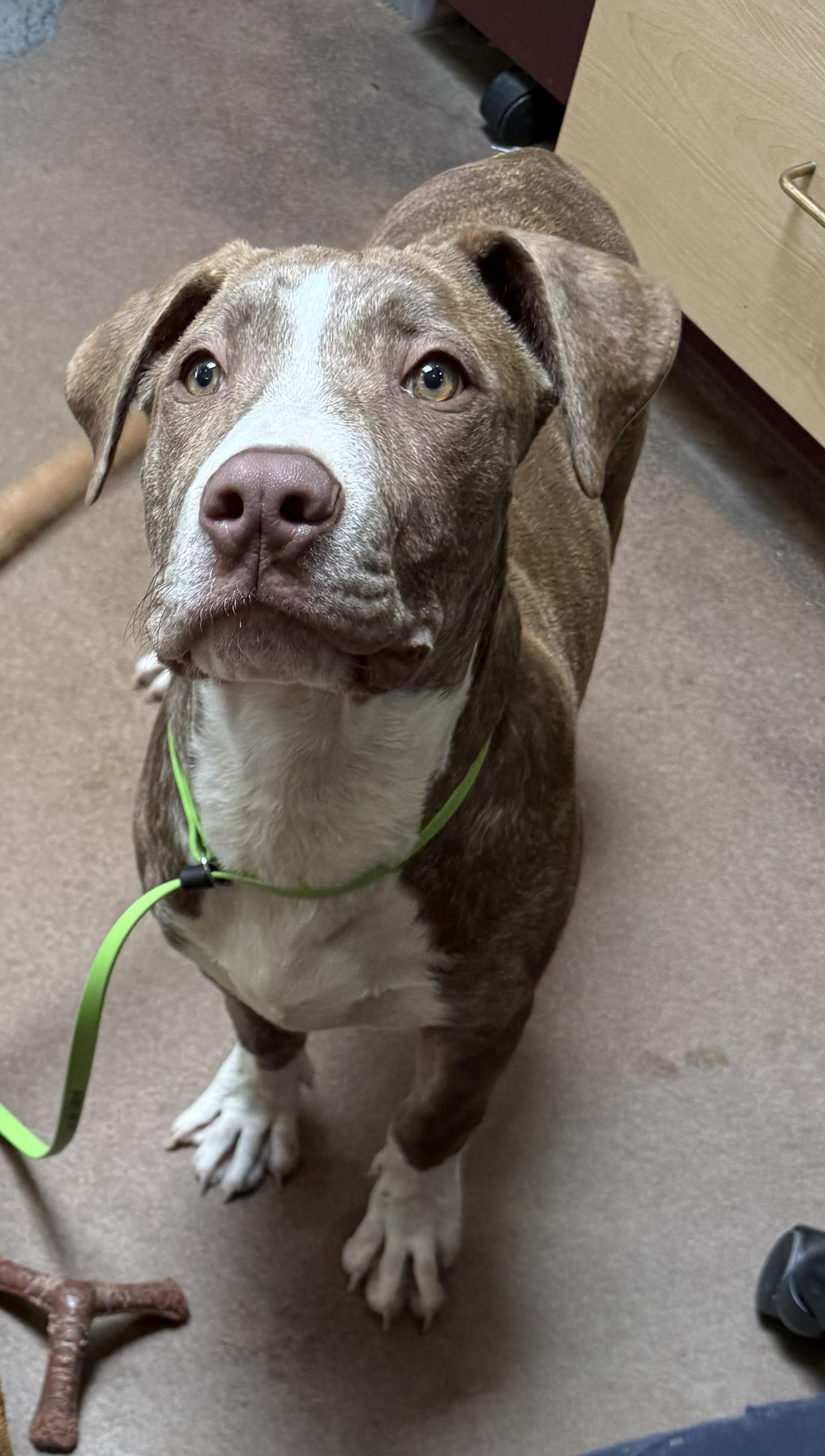 Gordo, ADOPTABLE, Young Male Pit Bull Terrier & Shepherd.