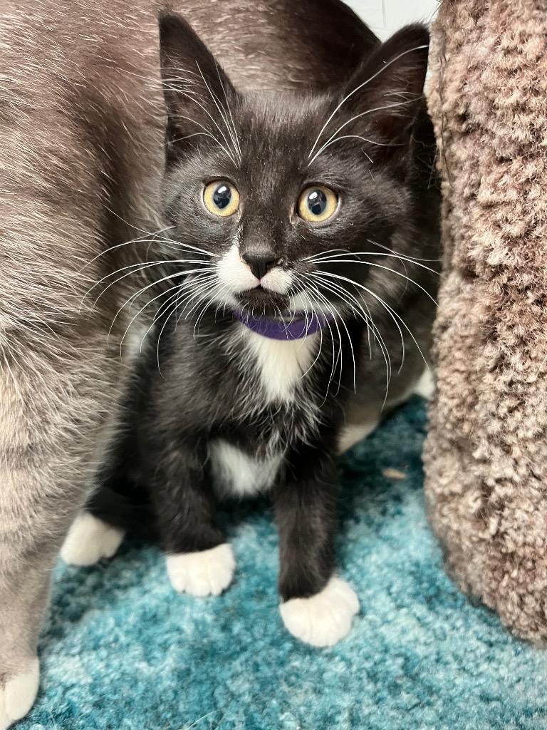 Jim Hal-purr-t, a Adoptable mixed breed in Winnipeg, MB image 1/2