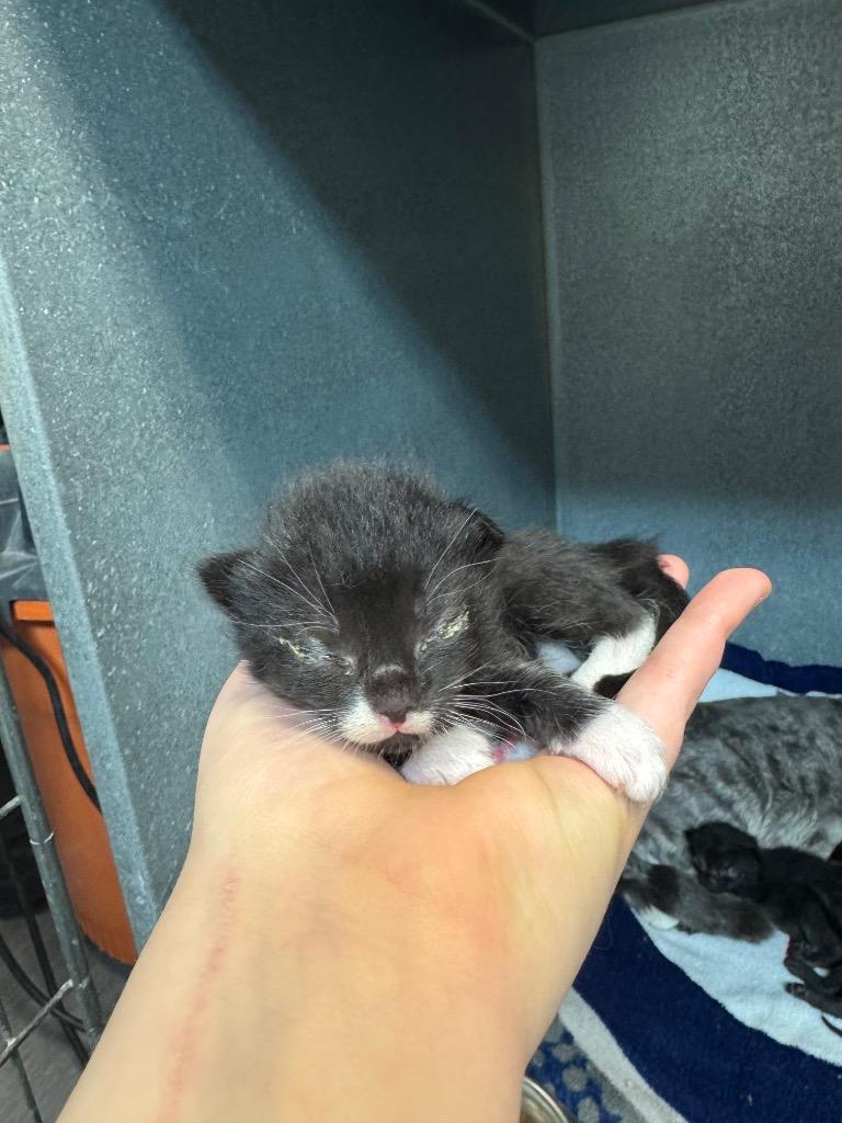 Jim Hal-purr-t, a Adoptable mixed breed in Winnipeg, MB image 2/2