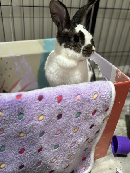 Enlarge Jade, a Adoptable Bunny Rabbit in Kalamazoo, MI image 1/6