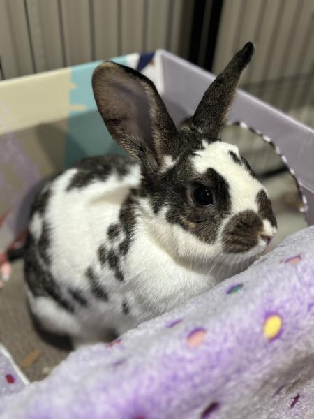 Enlarge Jade, a Adoptable Bunny Rabbit in Kalamazoo, MI image 2/6