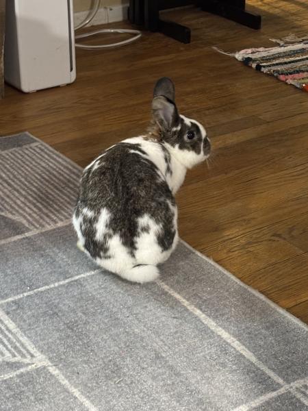 Enlarge Jade, a Adoptable Bunny Rabbit in Kalamazoo, MI image 3/6