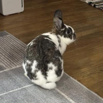 Jade, Adoptable, Adult Female Bunny Rabbit.