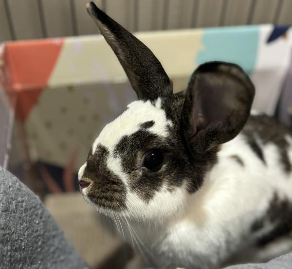 Enlarge Jade, a Adoptable Bunny Rabbit in Kalamazoo, MI image 4/6