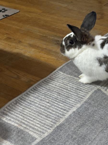 Enlarge Jade, a Adoptable Bunny Rabbit in Kalamazoo, MI image 5/6