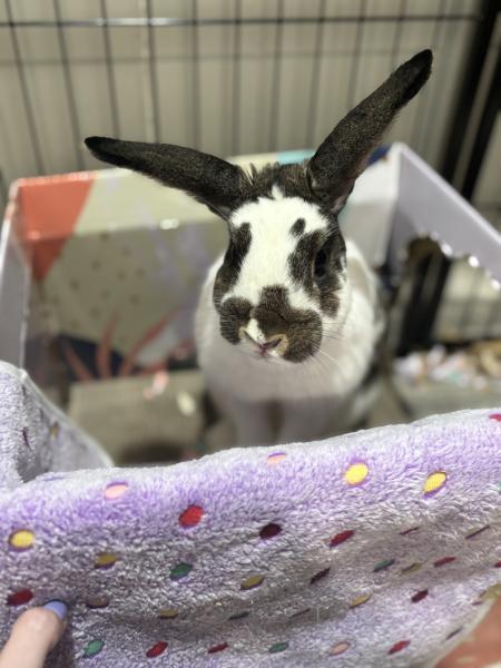 Enlarge Jade, a Adoptable Bunny Rabbit in Kalamazoo, MI image 6/6