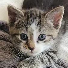 Pearl, Adoptable, Kitten Female Domestic Short Hair.