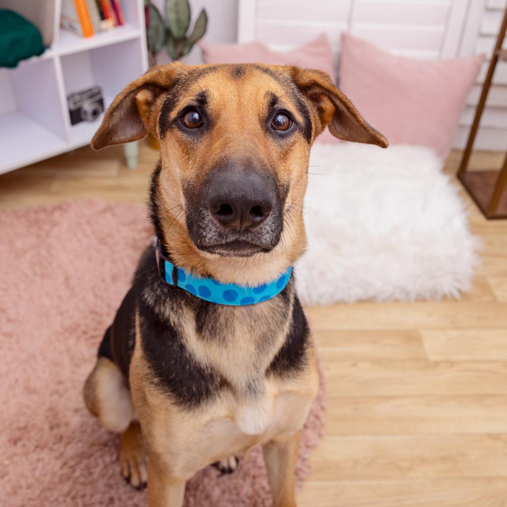 Lemon — thumbnail 2