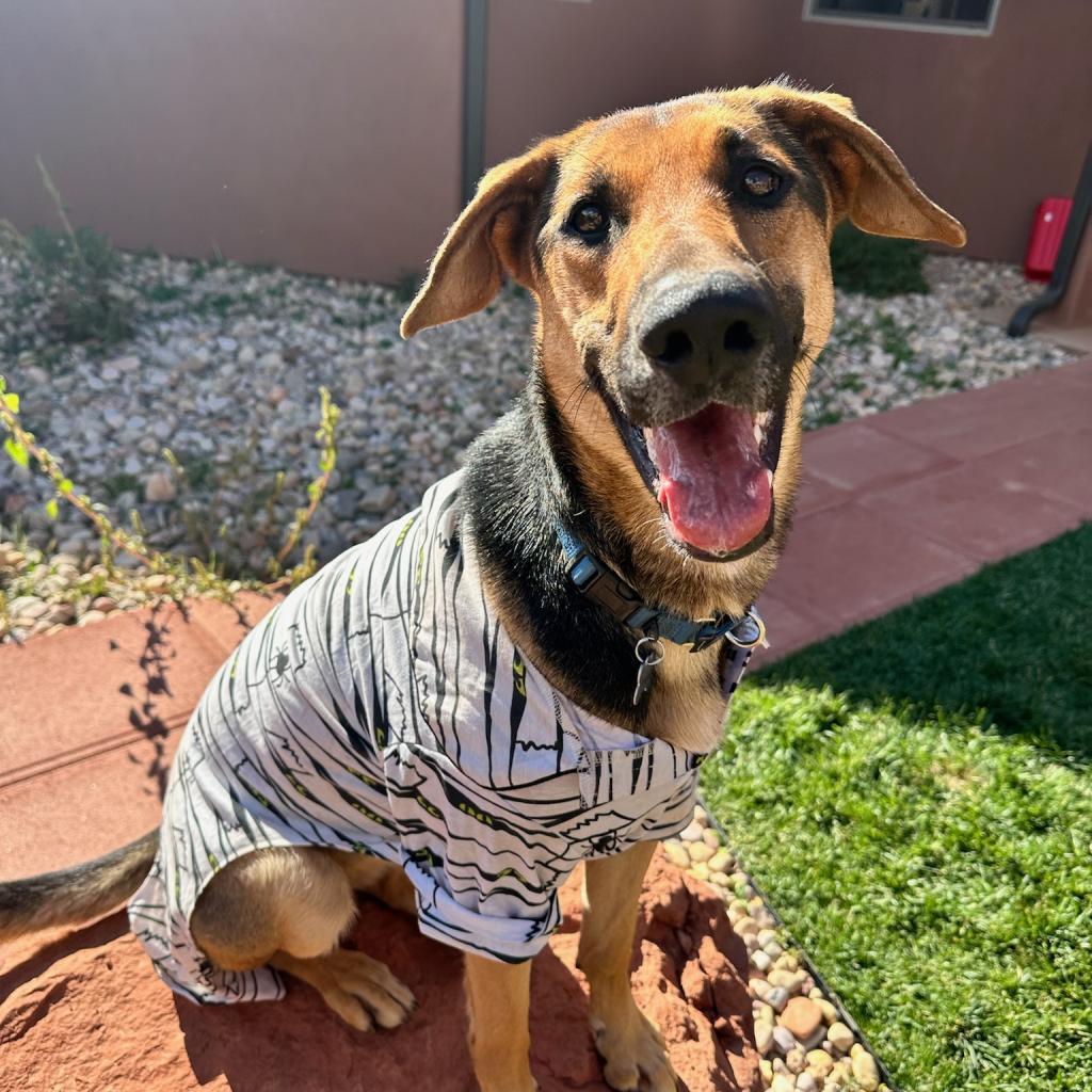 Lemon — thumbnail 4