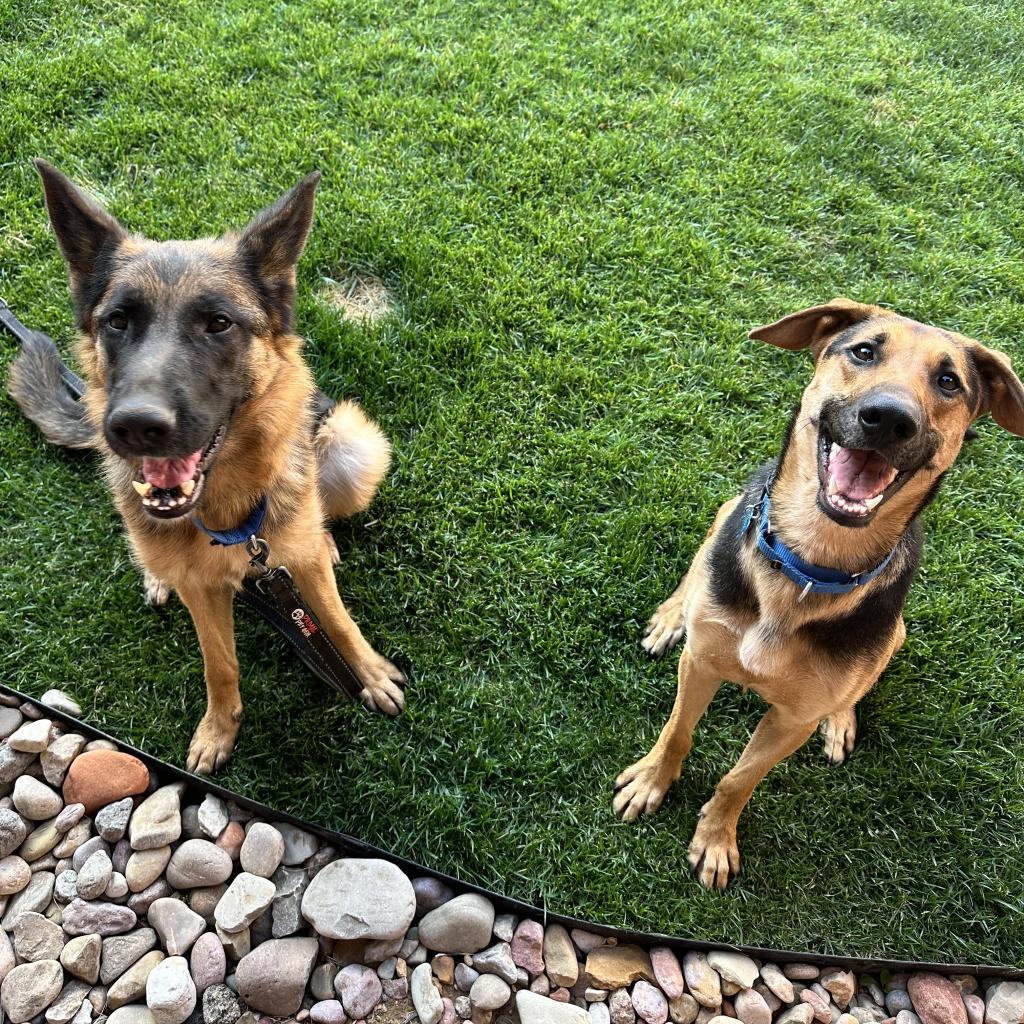 Lemon — thumbnail 5