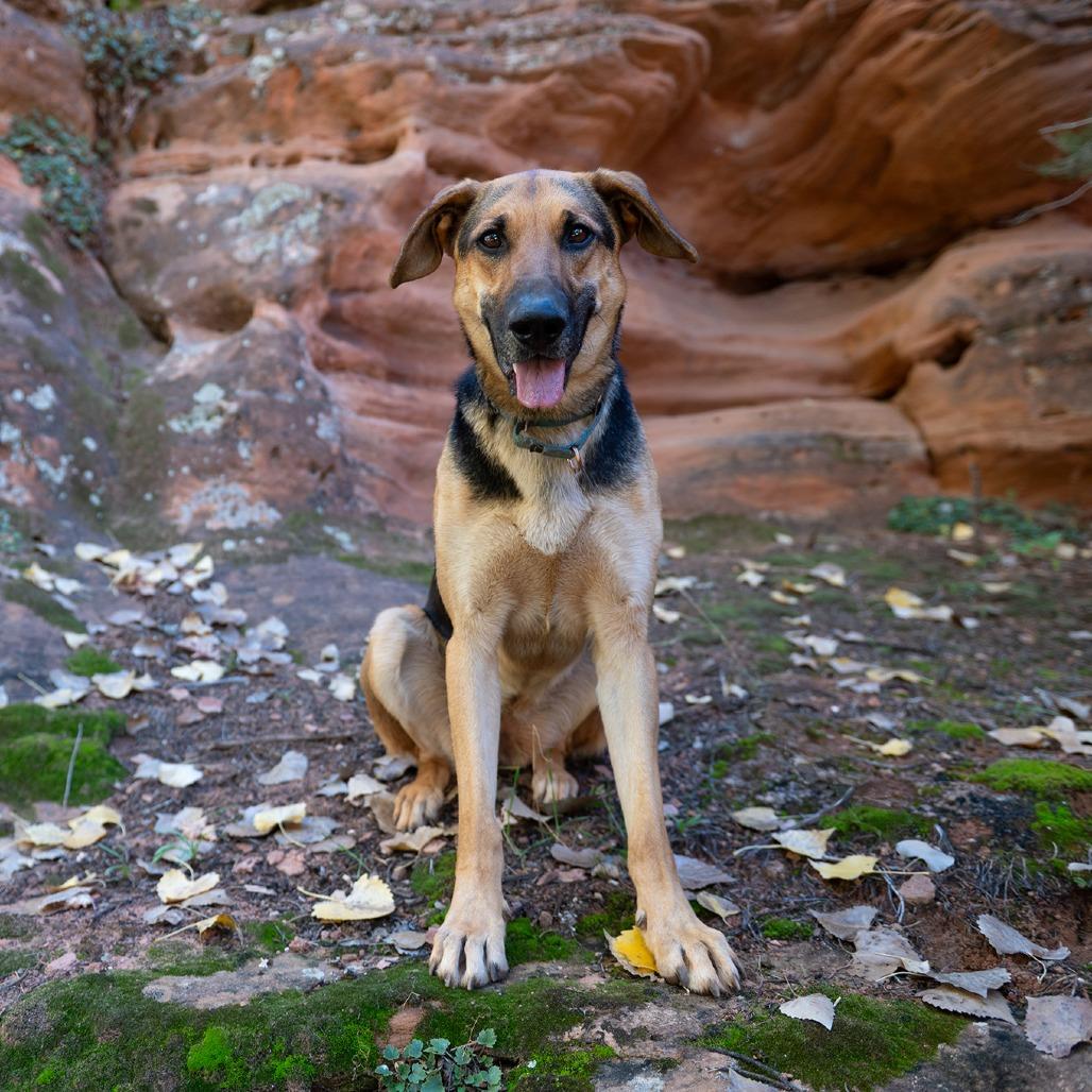 Lemon — thumbnail 6