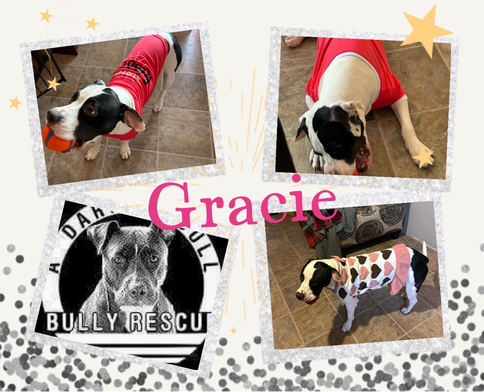 Gracie, Adult Female unknown