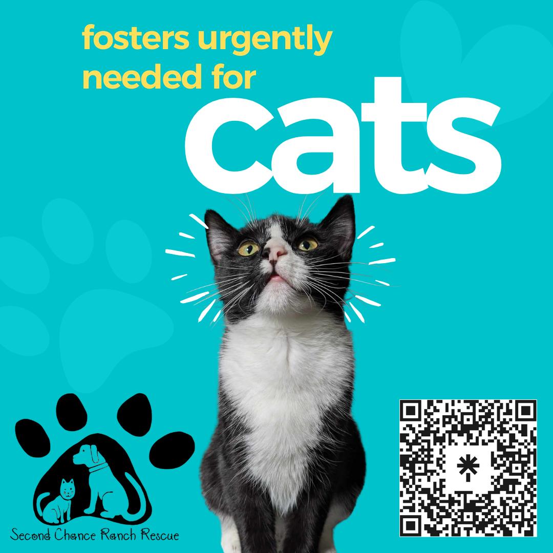 Fosters Needed!, Adoptable, Young Female Domestic Short Hair.