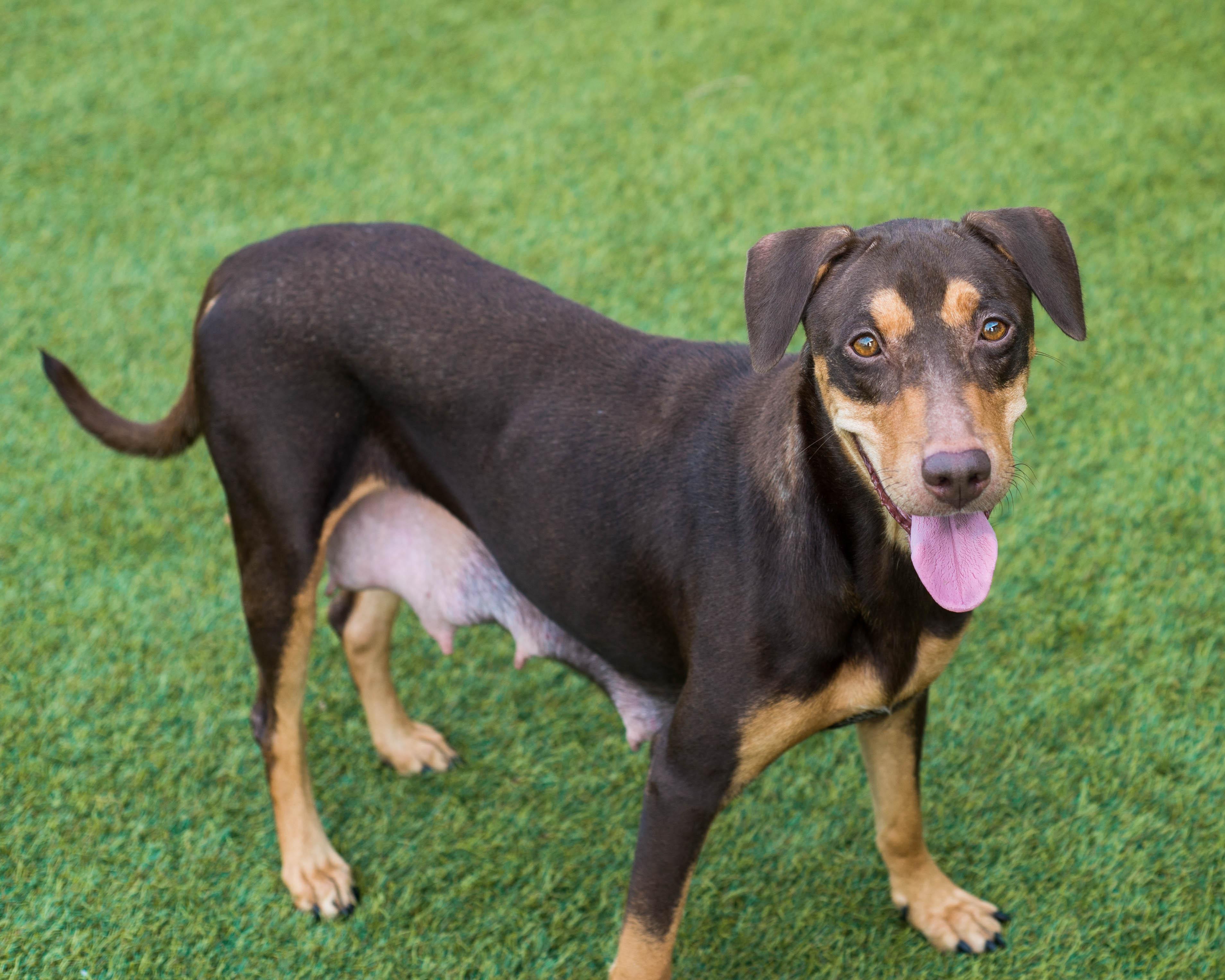 Enlarge Ms. Frizzle, a Adoptable mixed breed in Mont Belvieu, TX image 4/4