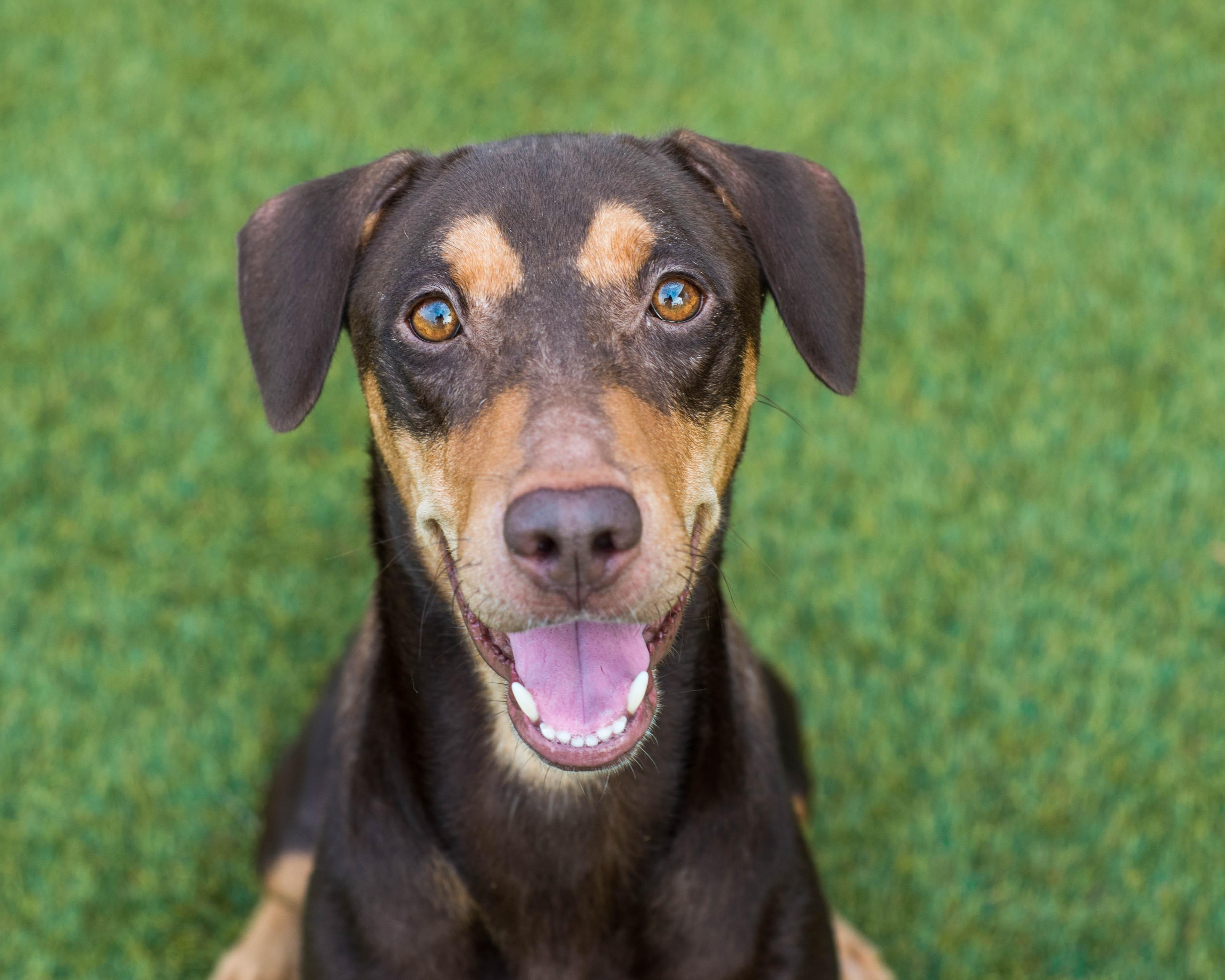 Enlarge Ms. Frizzle, a Adoptable mixed breed in Mont Belvieu, TX image 1/4