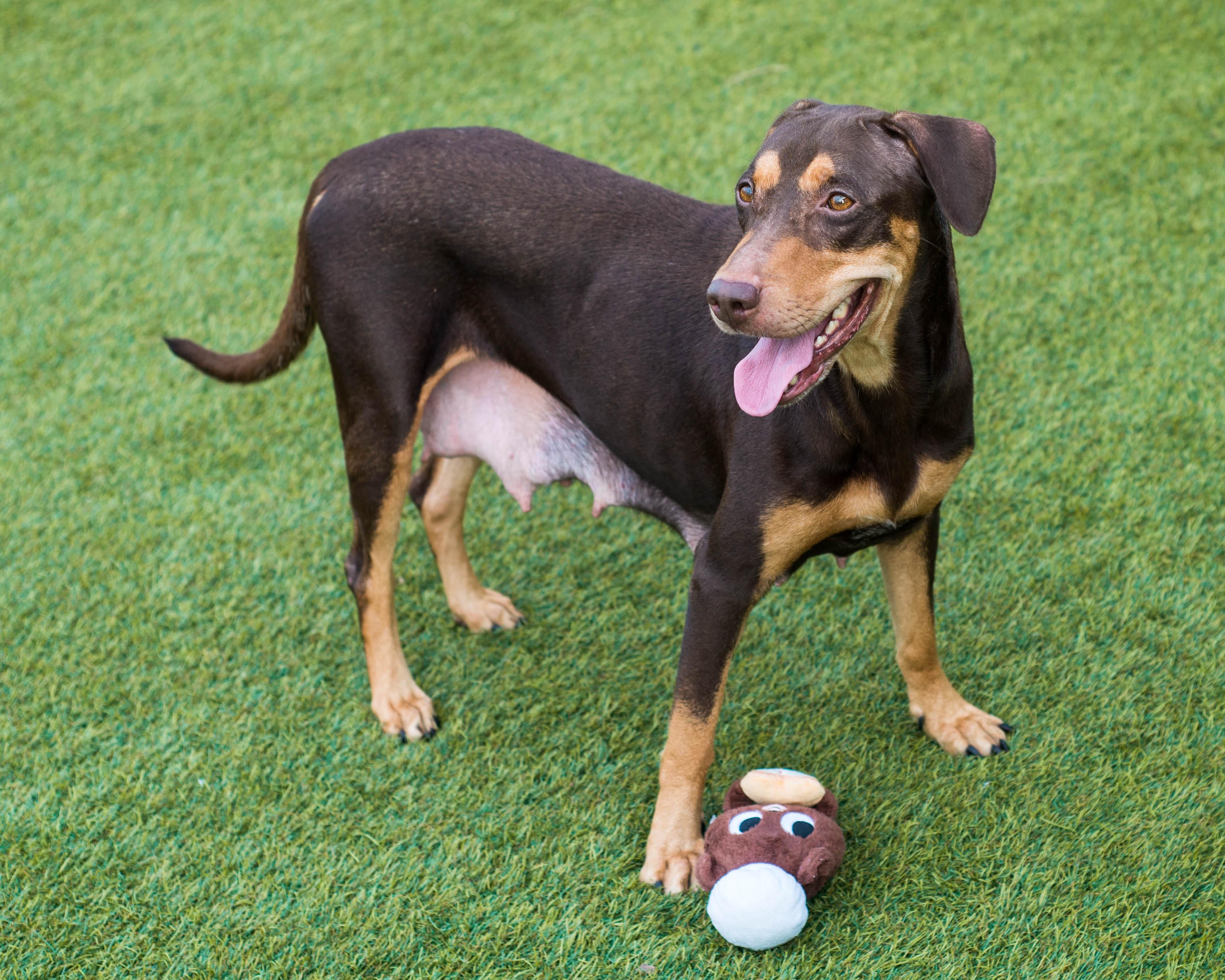Enlarge Ms. Frizzle, a Adoptable mixed breed in Mont Belvieu, TX image 2/4