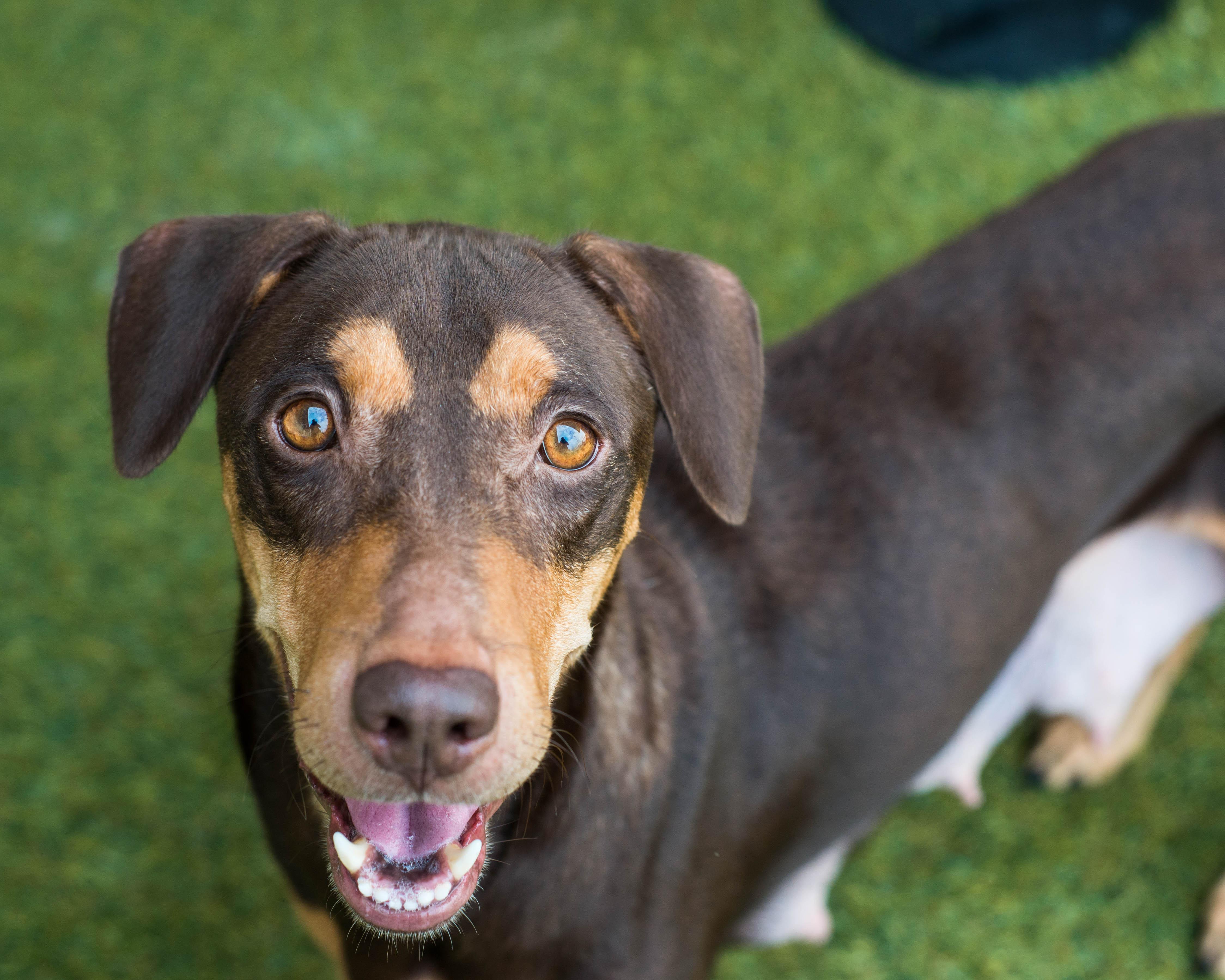 Enlarge Ms. Frizzle, a Adoptable mixed breed in Mont Belvieu, TX image 3/4