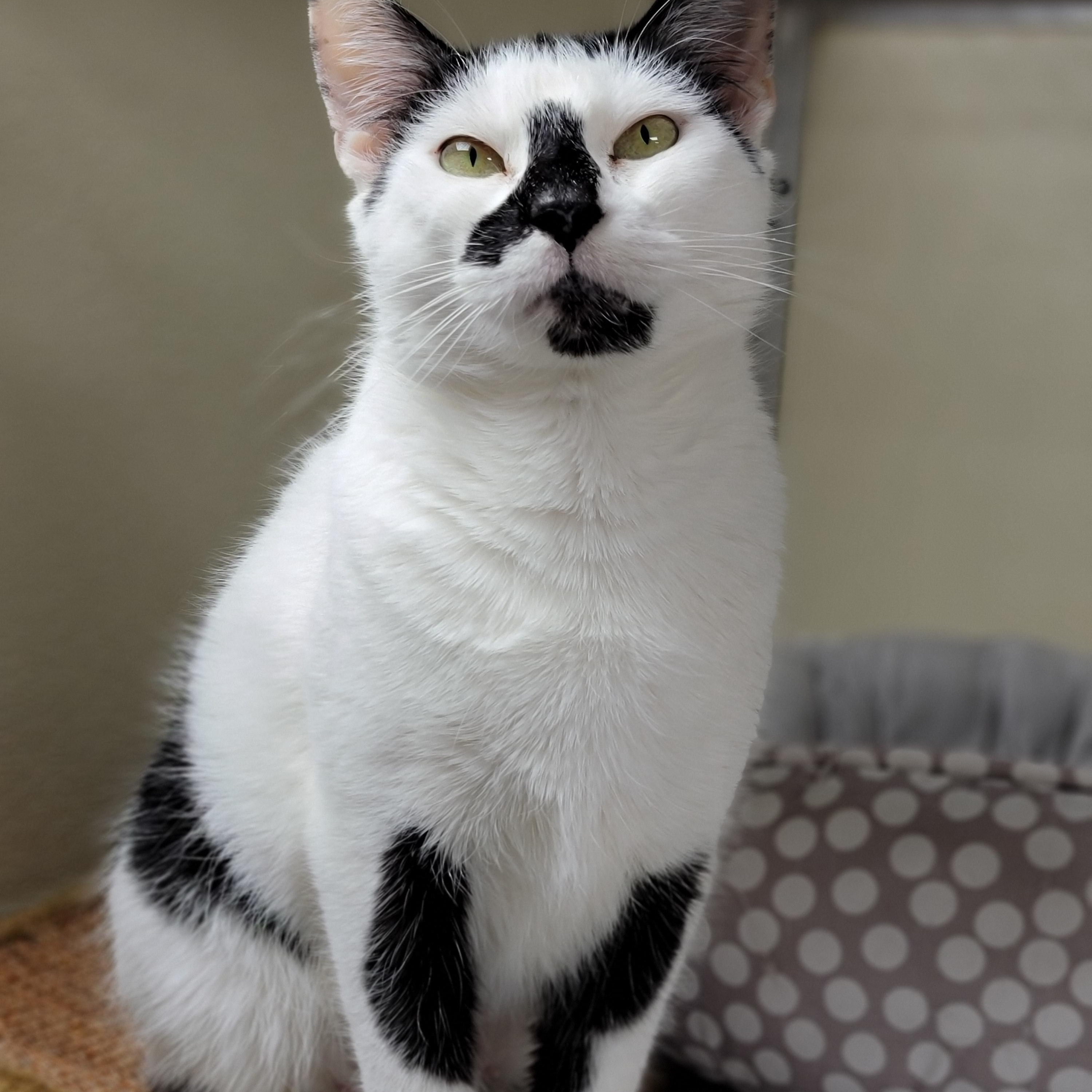 Enlarge Baby, a ADOPTABLE Domestic Short Hair in Hornell, NY image 2/2