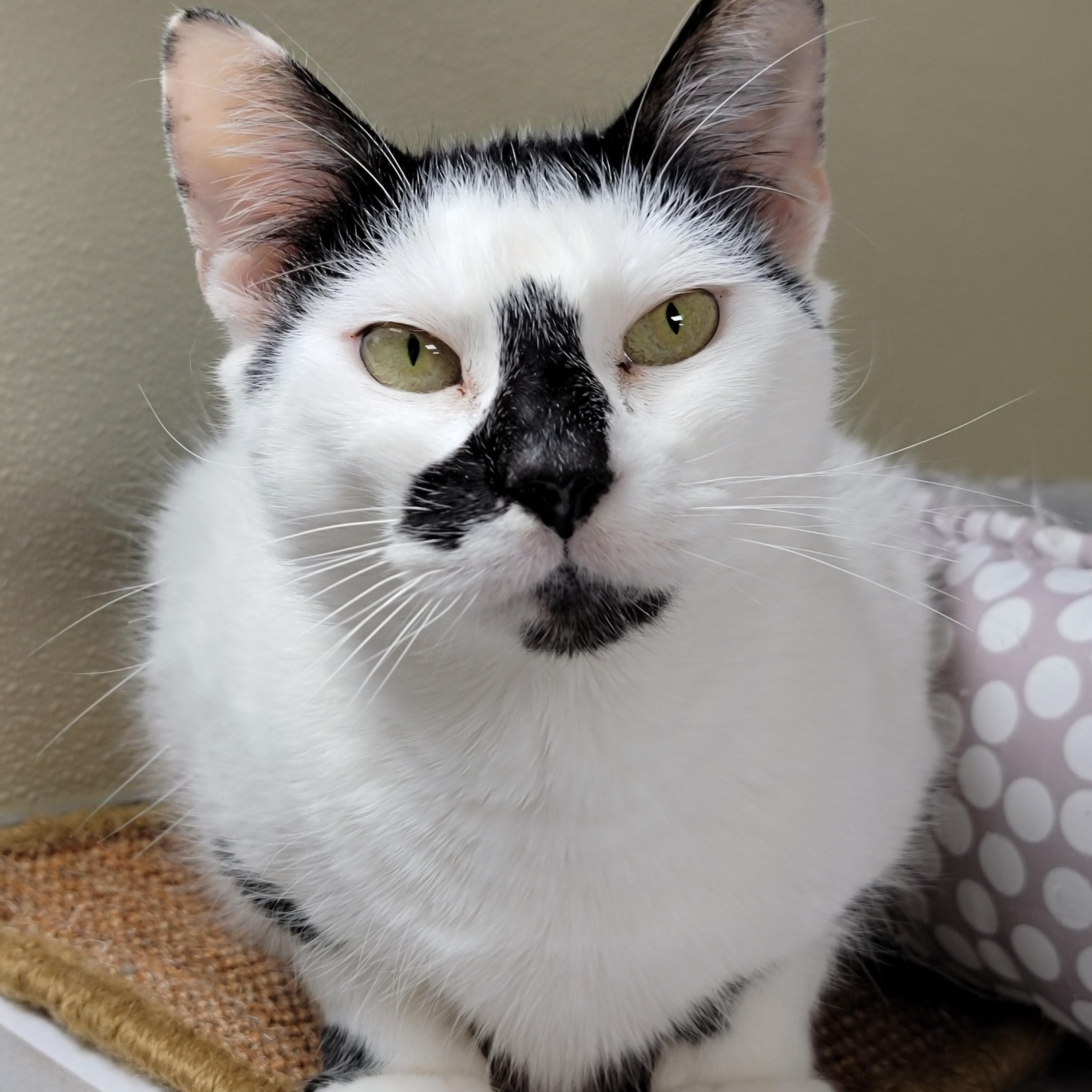 Enlarge Baby, a ADOPTABLE Domestic Short Hair in Hornell, NY image 1/2