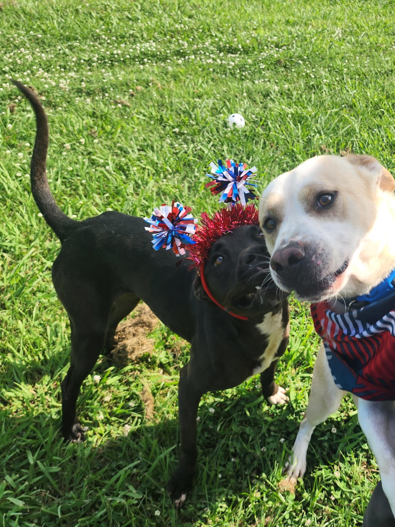 Weezer (F) & Biggs (M), a Adoptable mixed breed in New Orleans, LA image 1/6