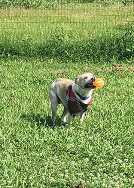 Weezer (F) & Biggs (M), a Adoptable mixed breed in New Orleans, LA image 2/6