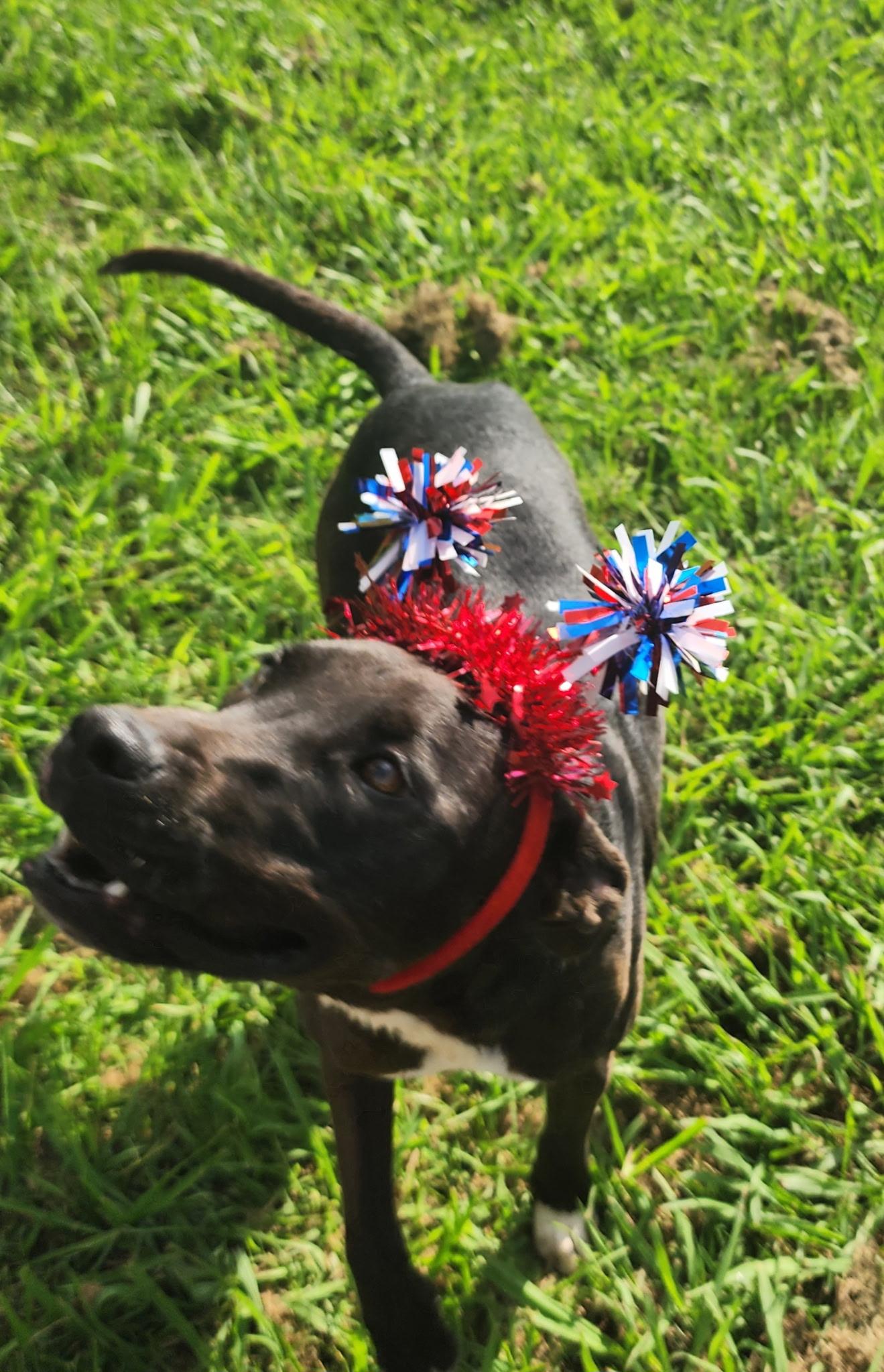 Weezer (F) & Biggs (M), a Adoptable mixed breed in New Orleans, LA image 3/6