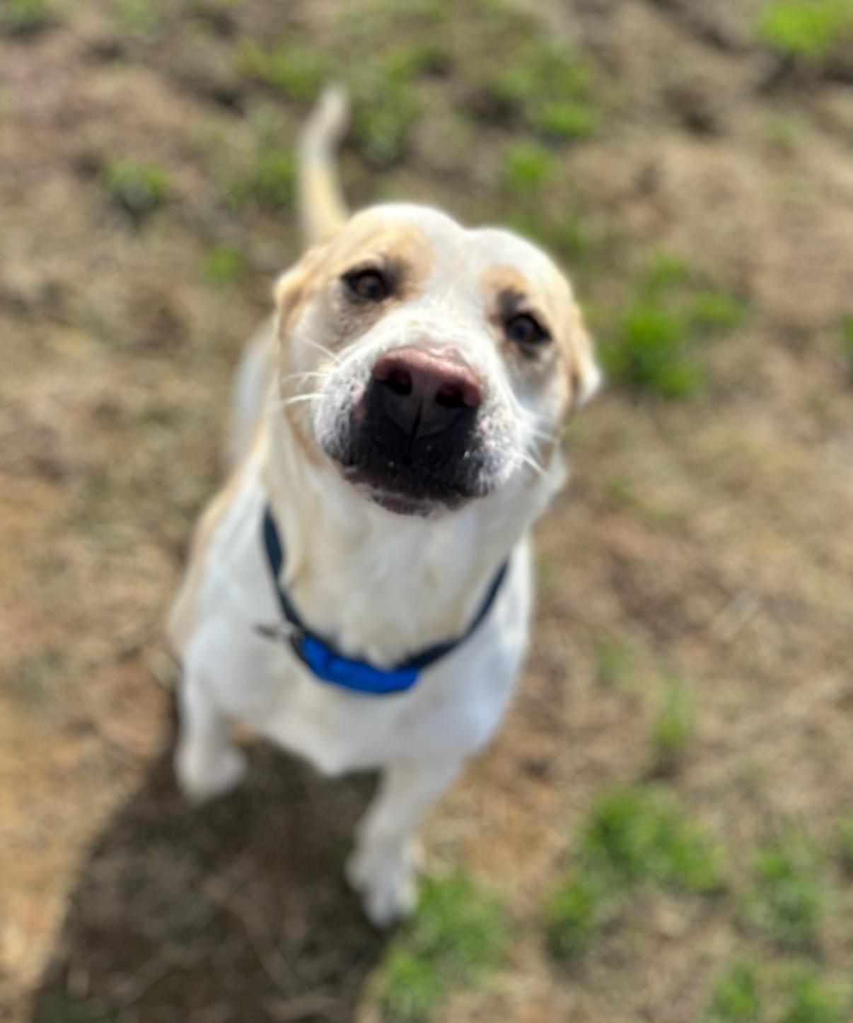 Weezer (F) & Biggs (M), a Adoptable mixed breed in New Orleans, LA image 4/6