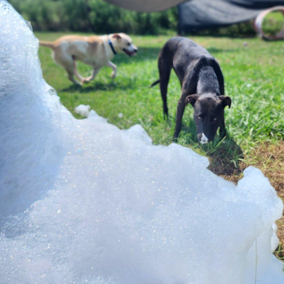 Weezer (F) & Biggs (M), a Adoptable mixed breed in New Orleans, LA image 5/6