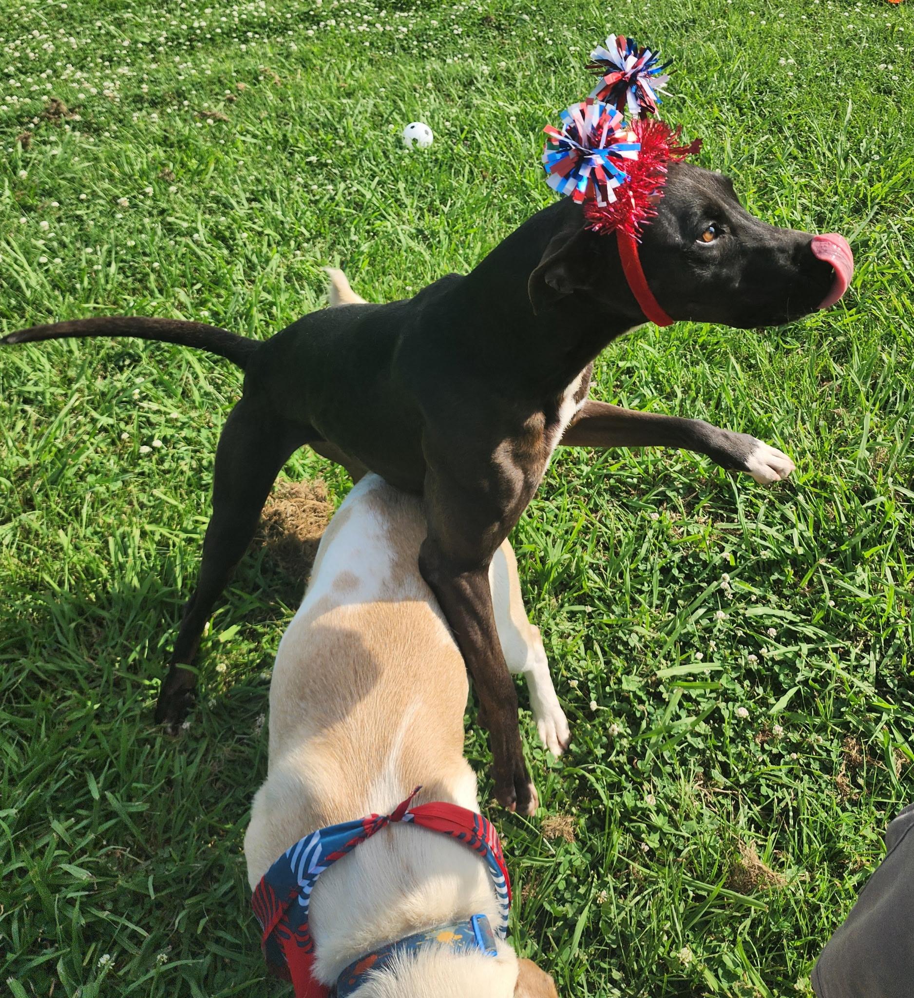 Weezer (F) & Biggs (M), a Adoptable mixed breed in New Orleans, LA image 6/6