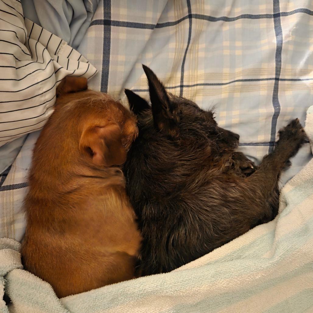 Lioness and Kitty- bonded