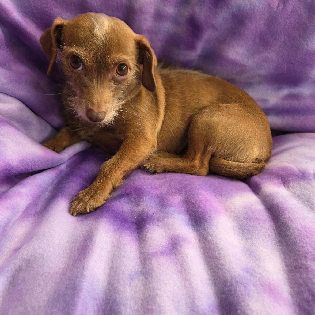 Lioness and Kitty- bonded — thumbnail 3